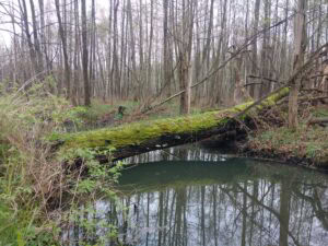 Großteich Niederspree