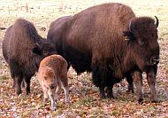 Westernsiedlung „Forest Village Ranch“ mit Bisongehege